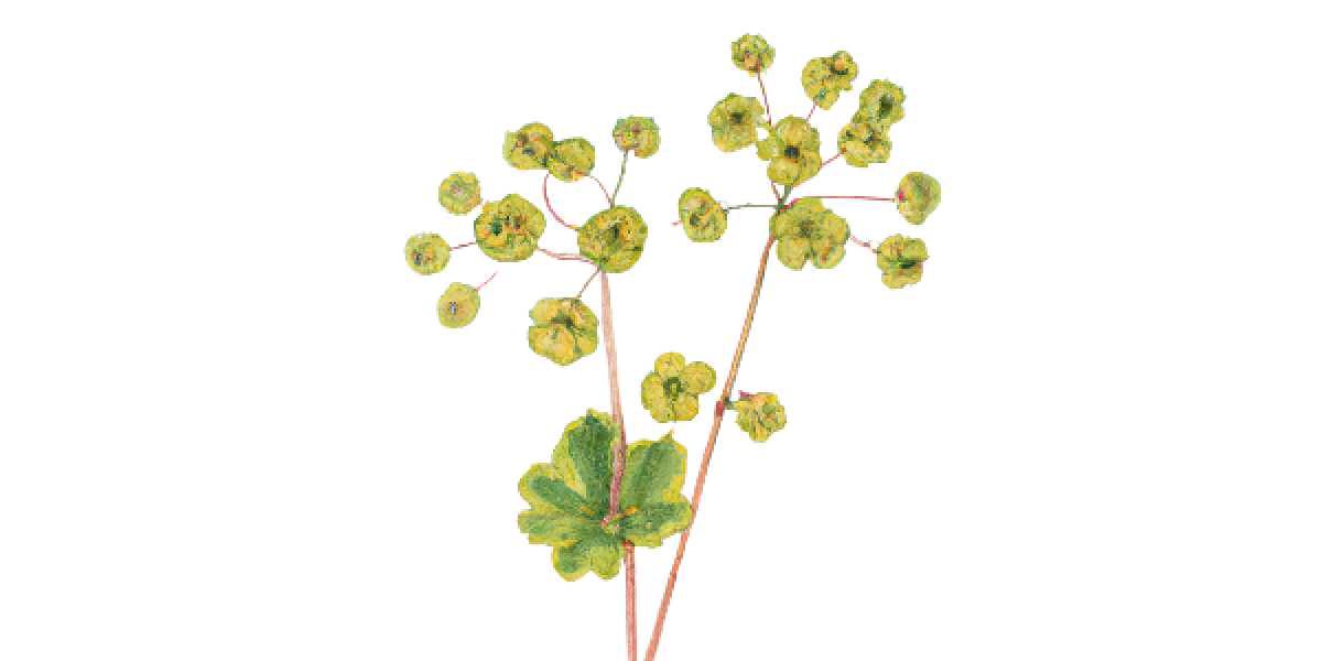 Alchemilla