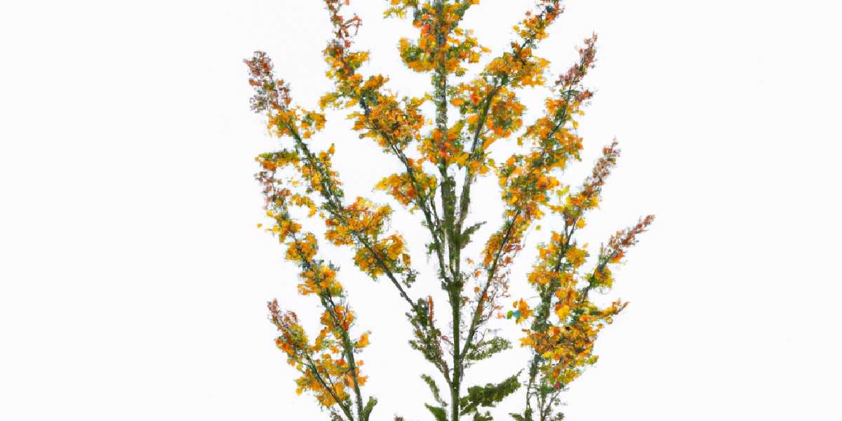 Canadese guldenroede