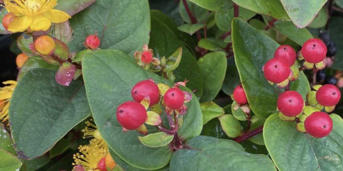 Herfsthooi/Hypericum
