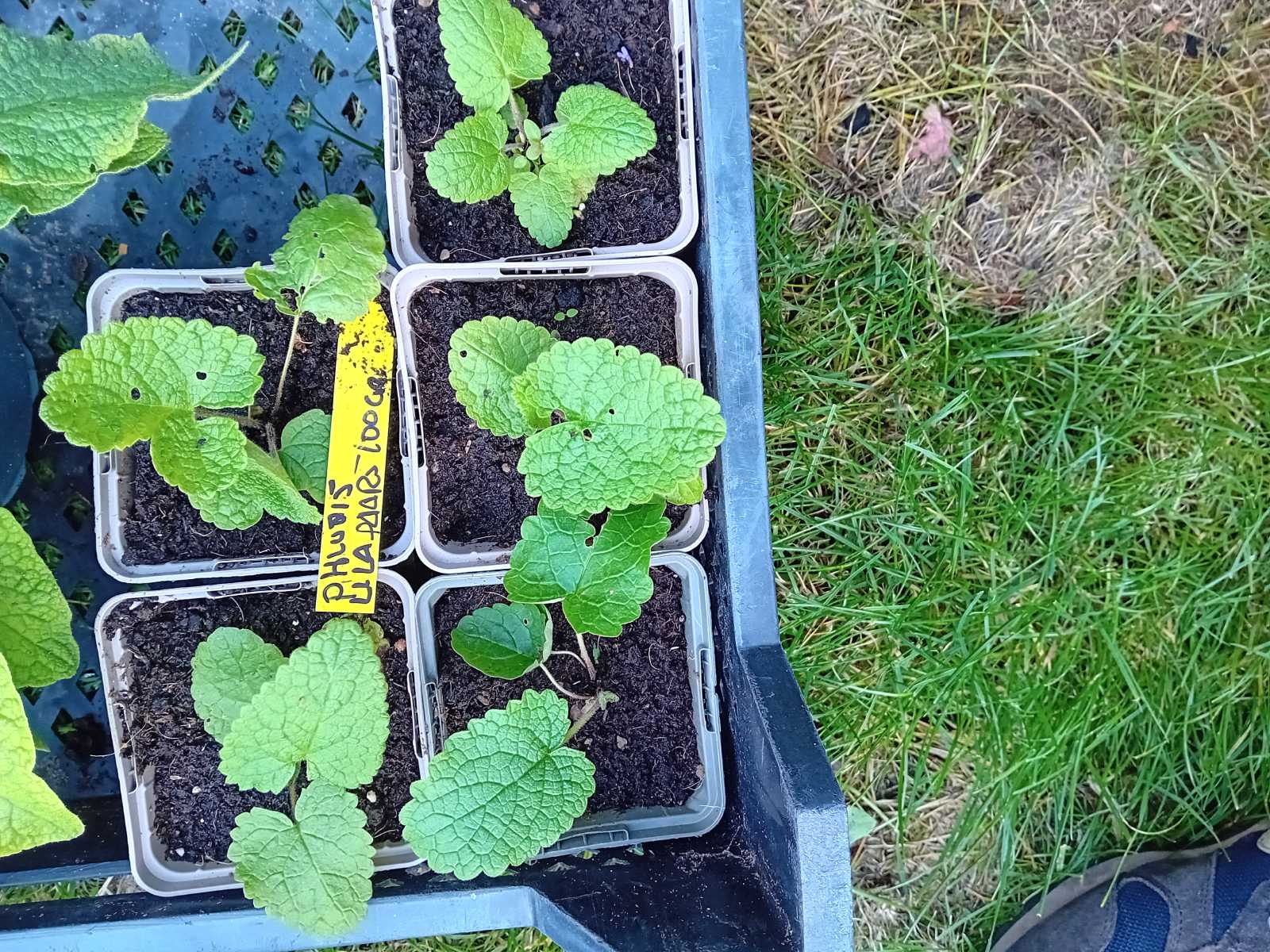 projecten/plantjes-castricum.jpg