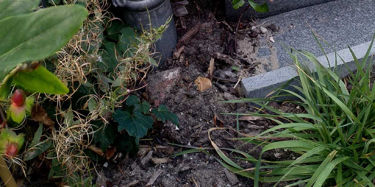 Het belang van water in ecologisch tuinontwerp