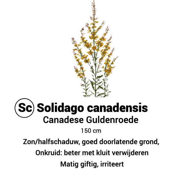 sc-solidago-canadensis-canadese-guldenroede.png