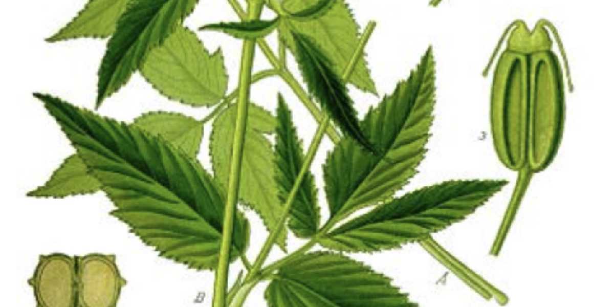 Onkruid in je tuin: let op deze top 7